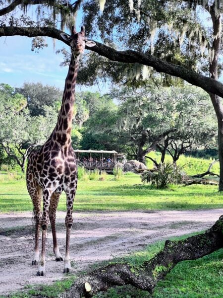 kilimanjaro safari